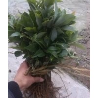 四川老鷹茶苗、四川老陰茶苗、四川老林茶苗、批發(fā)30萬(wàn)株