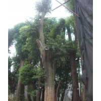 樸樹