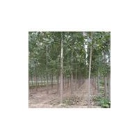 供應(yīng)山西優(yōu)質(zhì)白臘苗2-3公分白臘苗4-5公分白臘苗價(jià)格