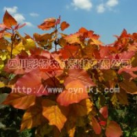 “紅霞楊”Ⅰ號(hào)，金紅楊，全紅楊，中紅楊，紅葉楊，綠化彩化