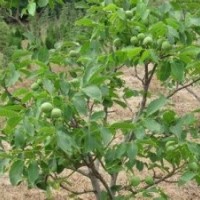 1米核桃苗大量出售、1米核桃苗大量低價優(yōu)惠供應(yīng)