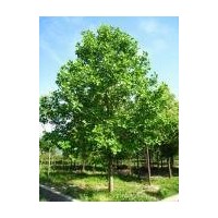 精品馬褂木價格 米徑8公分10公分12公分15公分馬褂木價格