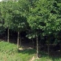 3公分大葉女貞出售、大量低價大葉女貞優(yōu)惠供應(yīng)