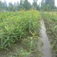 苗木基地直銷皂角苗 大刺皂角苗