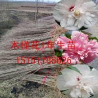 江蘇一年生木槿苗紫花木槿苗白花食用木槿苗價格