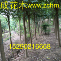 2公分河南大葉女貞批發(fā)價格