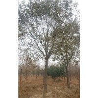 重慶國(guó)槐價(jià)格 20公分一年冒國(guó)槐價(jià)格
