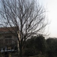 供應(yīng)紅葉李、紅葉桃、綠梅、臘梅、廣玉蘭等
