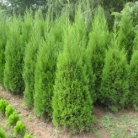 供應(yīng)綠化苗木-工程苗木、色塊苗、蜀檜、檜柏、圓柏、刺柏