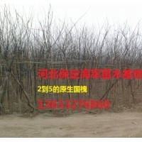 國槐