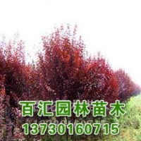 天目瓊花基地|河北百匯苗木報價