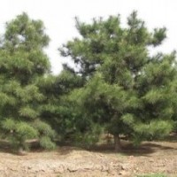 提供油松基地油松規(guī)格齊全油松質(zhì)優(yōu)價(jià)廉