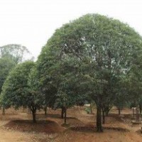 供應(yīng)益陽8公分移栽桂花樹，10公分精品桂花樹，12公分全冠桂花樹