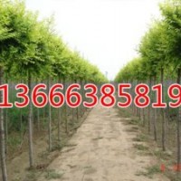 優(yōu)質(zhì)毛白楊，100％成活率，價(jià)格優(yōu)惠