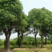 大量供應(yīng)湖南10公分全冠香樟樹，12公分移栽香樟樹，移植香樟樹
