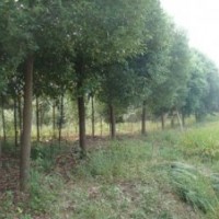 供應(yīng)15公分叢生香樟，切桿香樟，多頭香樟