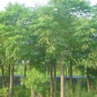 15公分國槐兩年冠土球價格