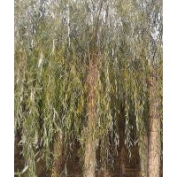 河北保定金絲垂柳苗-百盛基地