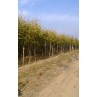 河北保定大量供應(yīng)5-15公分金葉榆