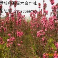 1米西府海棠大量出售、1公分西府海棠大量供應(yīng)