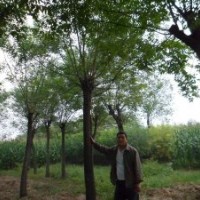 百盛苗木基地供應(yīng)優(yōu)質(zhì)國槐