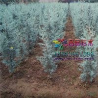 長(zhǎng)期供應(yīng)藍(lán)冰柏河南名品彩葉苗木
