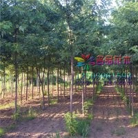 哪里有銀白槭質(zhì)量好價(jià)格低