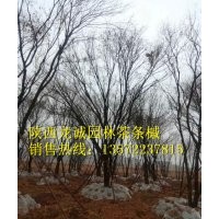 茶條槭 國(guó)槐 蒙古櫟 五角楓等苗木供應(yīng)