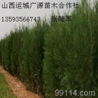 2、3米側(cè)柏大量低價(jià)優(yōu)惠供應(yīng)