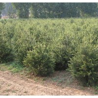50公分華山松大量出售、大量低價供應(yīng)華山松