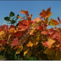 正品“紅霞楊”Ⅰ號(hào)（金紅楊）彩葉植物彩楊彩色植物全紅楊紅葉楊