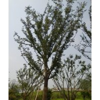 各種規(guī)格櫸樹，香樟，桂花