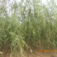 處理柳樹(shù)3到10公分清地處理白菜價(jià)