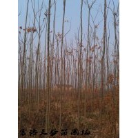 5公分欒樹價(jià)格