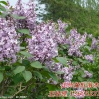 定州市榮旺苗木花卉農(nóng)民專(zhuān)業(yè)合作社