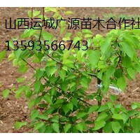 2、3公分山杏樹出售、大量低價山杏樹優(yōu)惠供應(yīng)