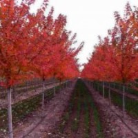 美國(guó)紅楓