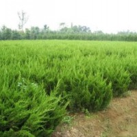 山東小龍柏批發(fā)價格 青州小龍柏綠化工程苗 濰坊小龍柏基地直供