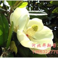 廣玉蘭
