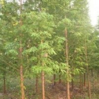 18公分精品水杉價格河南水杉產地