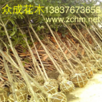 3公分桂花，4公分桂花樹價格，3公分紅葉碧桃批發(fā)