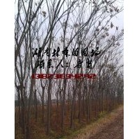 7公分欒樹價格,8公分欒樹價格