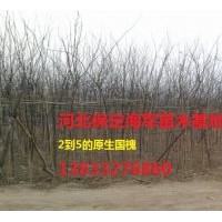 共供應國槐 香花槐 垂柳 速生柳 饅頭柳 金葉榆