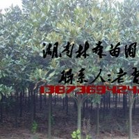 10公分廣玉蘭價格,12公分廣玉蘭價格