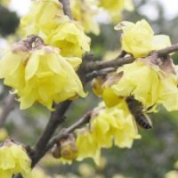 供應(yīng)臘梅，臘梅苗，別名：蠟梅、黃梅花、雪里花、蠟?zāi)?、蠟花、?/></a>
<div><a href=