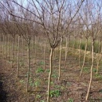紫薇價(jià)格|2公分紫薇價(jià)格|3公分紫薇價(jià)格