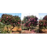 供應(yīng)茶梅盆栽、茶梅苗、嫁接茶梅