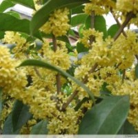供應(yīng)桂花 丹桂 金桂 銀桂 四季桂 桂花苗 沭陽(yáng)桂花基地 規(guī)格齊