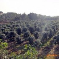 浙江叢生桂花價格 江蘇1-4米叢生桂花報價