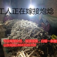 山東毛白楊炮焾價(jià)格，一條鞭價(jià)格